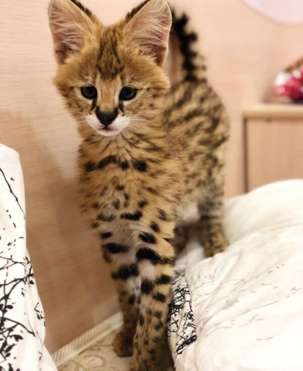 African Serval