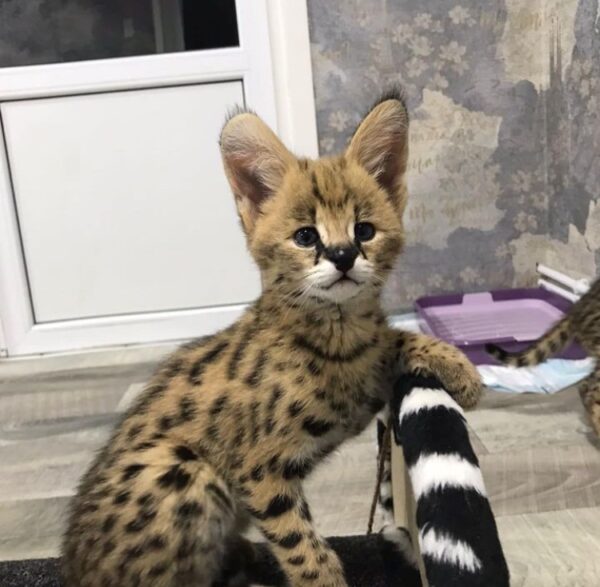 African Serval