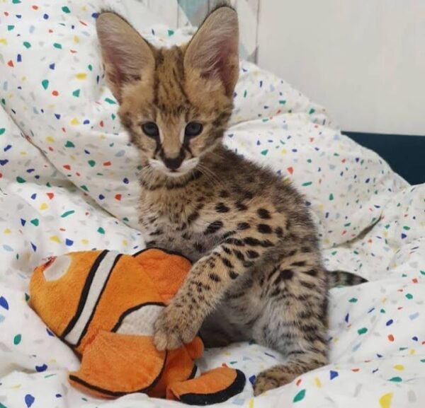 African Serval