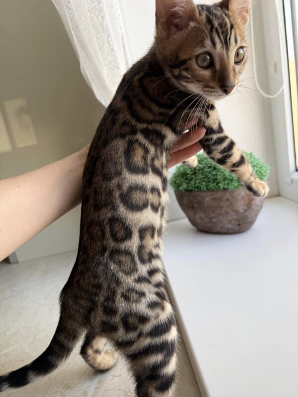 Bengal