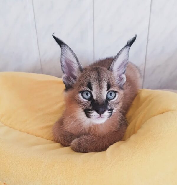 Caracal