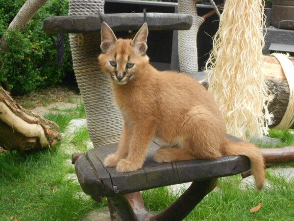 Caracal