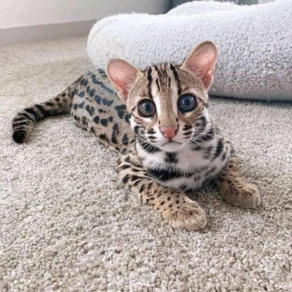 Ocelot kitten