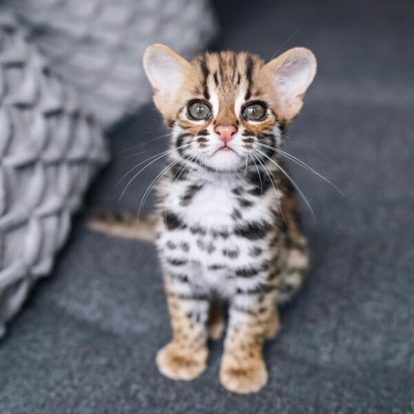 Ocelot kitten