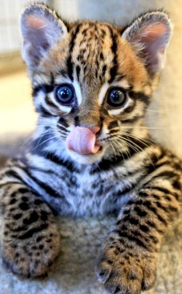 Ocelot kitten