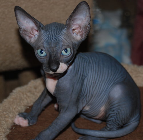 Black Sphynx Cat For Sale