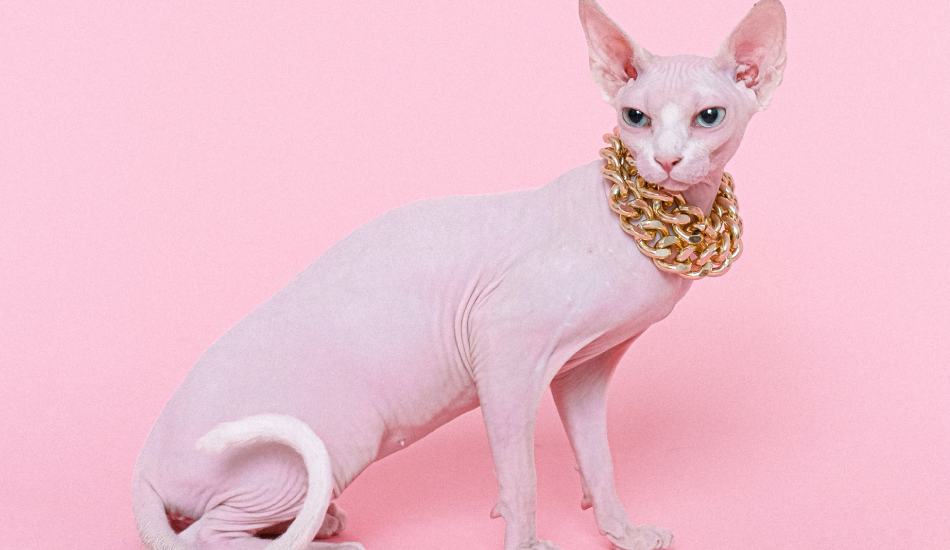 Pink Sphynx