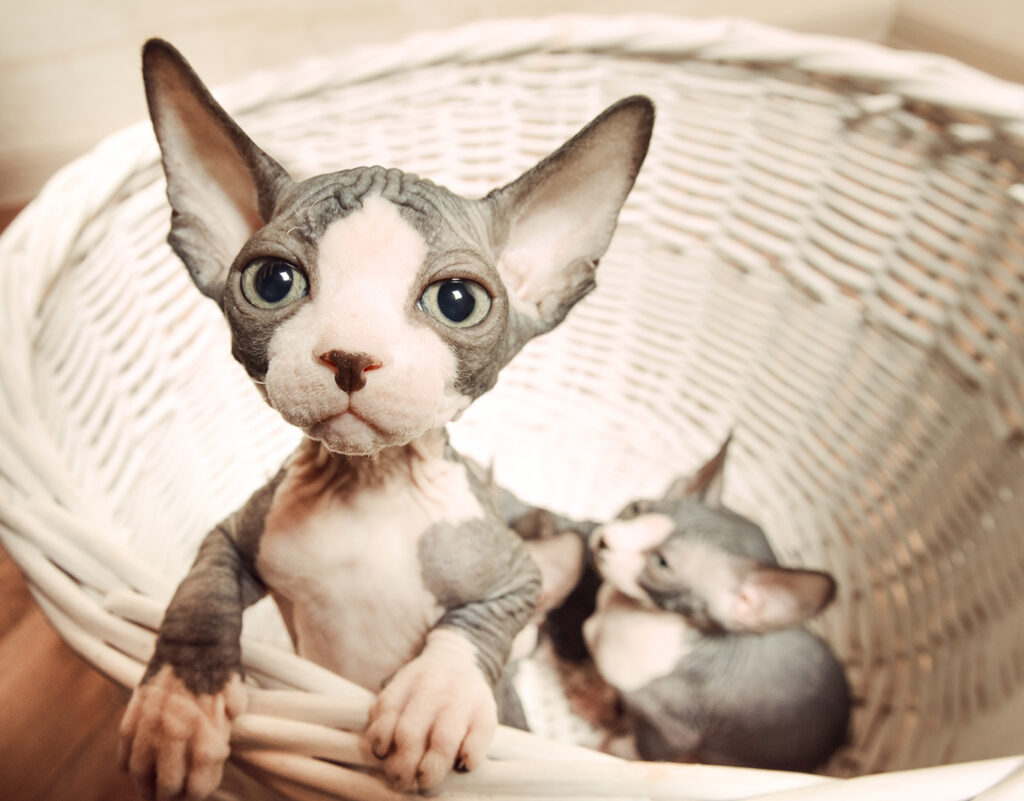 Sphynx Cat Adoption Near Me