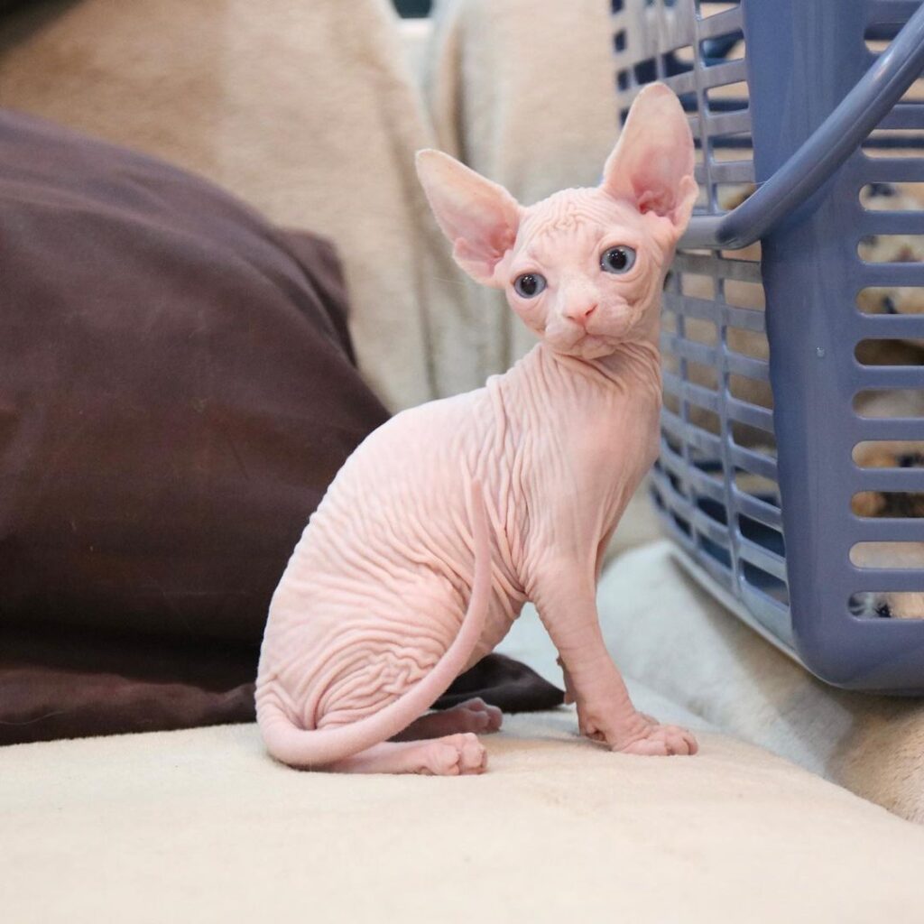 Sphynx Cat Craigslist