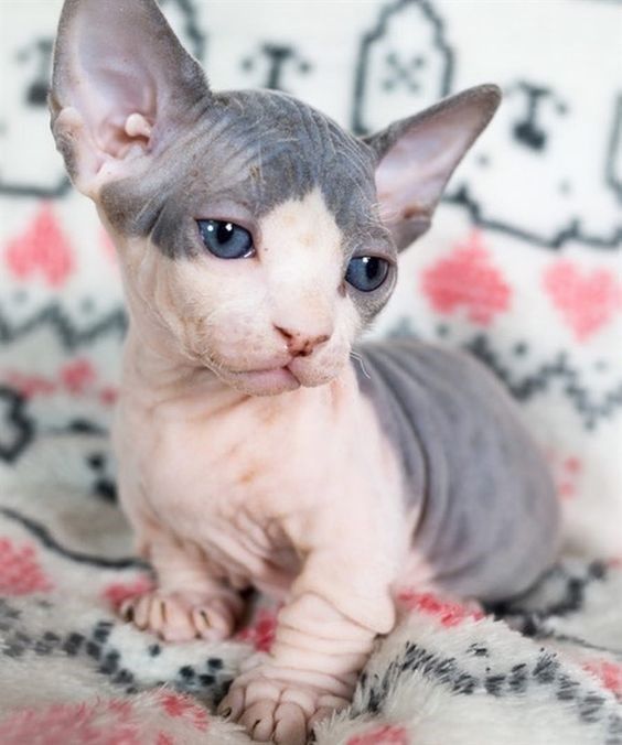 Sphynx Cat Cute
