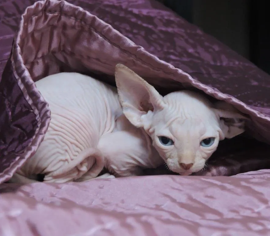 Sphynx Cat For Sale With Breeding Rights