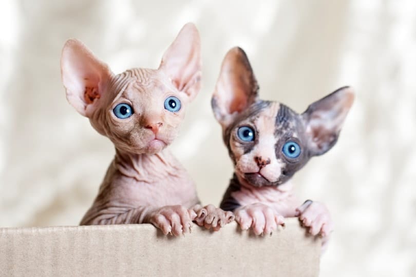 Sphynx Cat Prices
