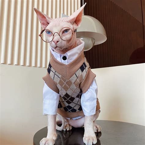 Sphynx Cats In Sweaters