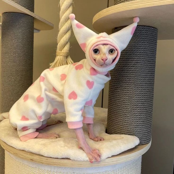 Sphynx Kitten Clothes