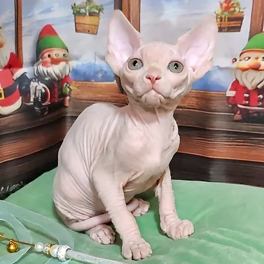 Sphynx Kittens For Sale $500
