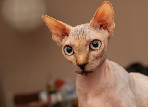 Sphynx Near Me