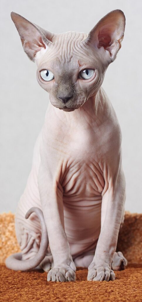 Black Sphynx For Sale