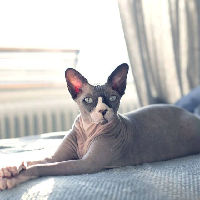 Buy A Sphynx Cat