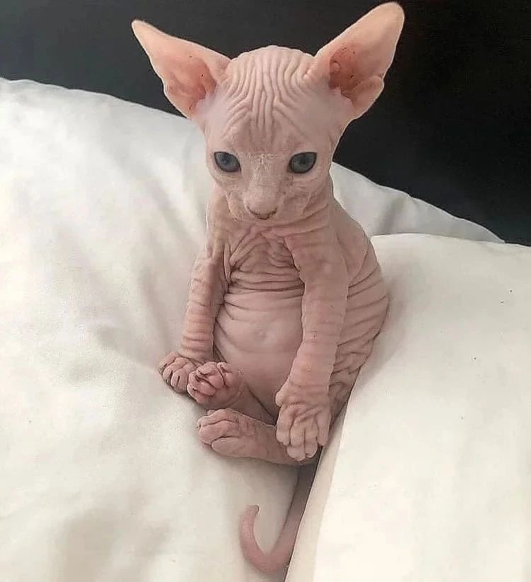 Buy Sphynx