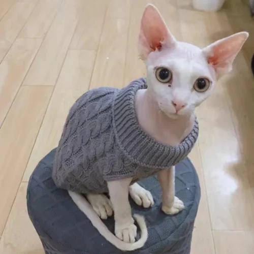 Clothing For Sphynx Cats
