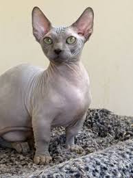 Craigslist Sphynx