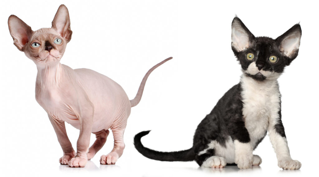 Donskoy Cat VS Sphynx