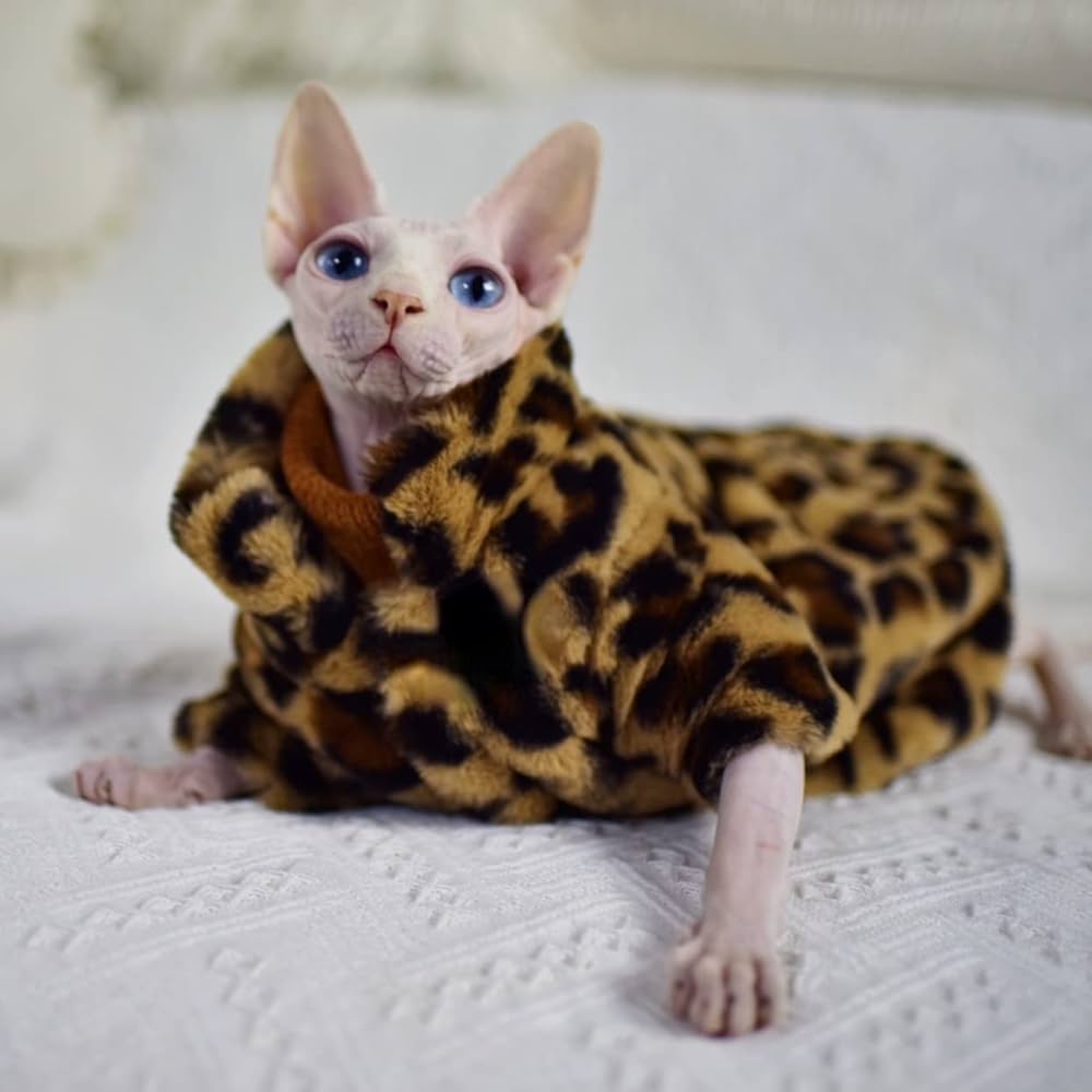 Hairless Cat Sphynx