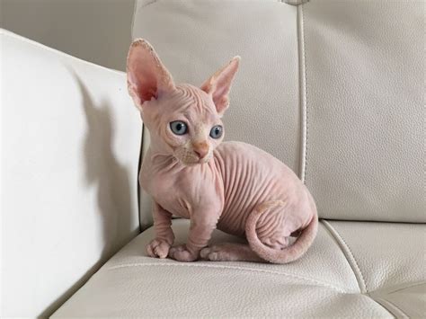 Miniature Sphynx