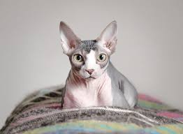Sphynx Adoption Near Me