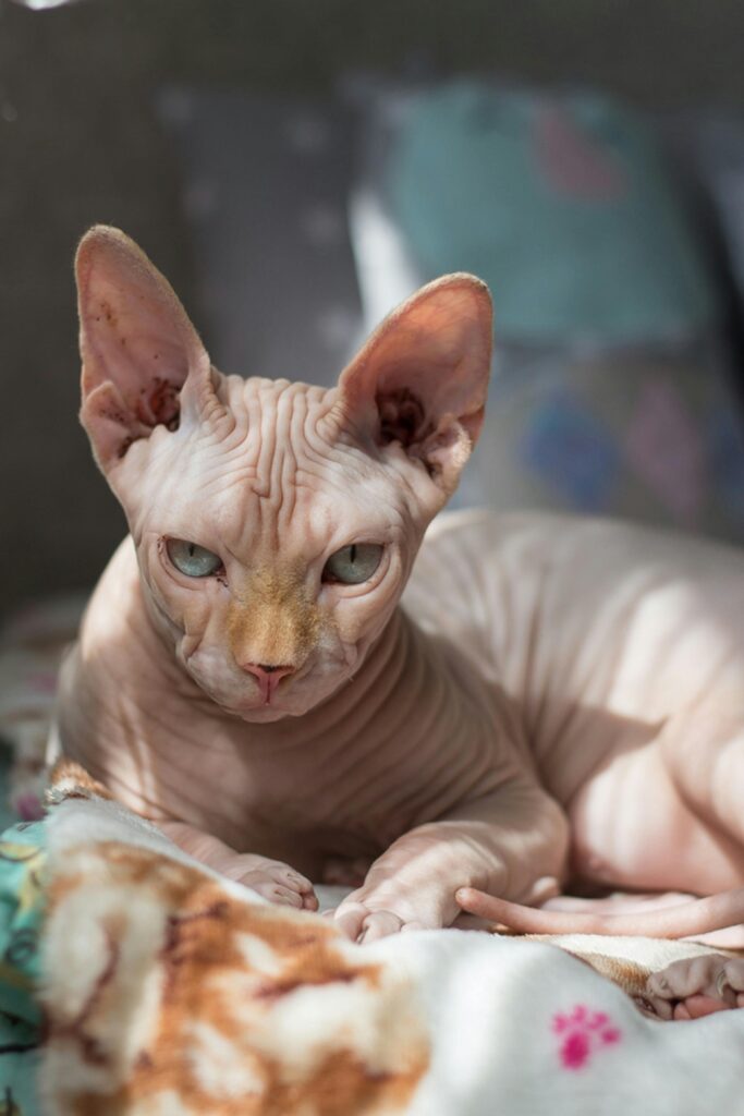 Sphynx Cat Breeds