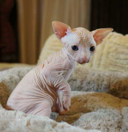 Sphynx Cat For Adoption Near Me