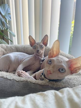 Sphynx Cat For Sale Craigslist