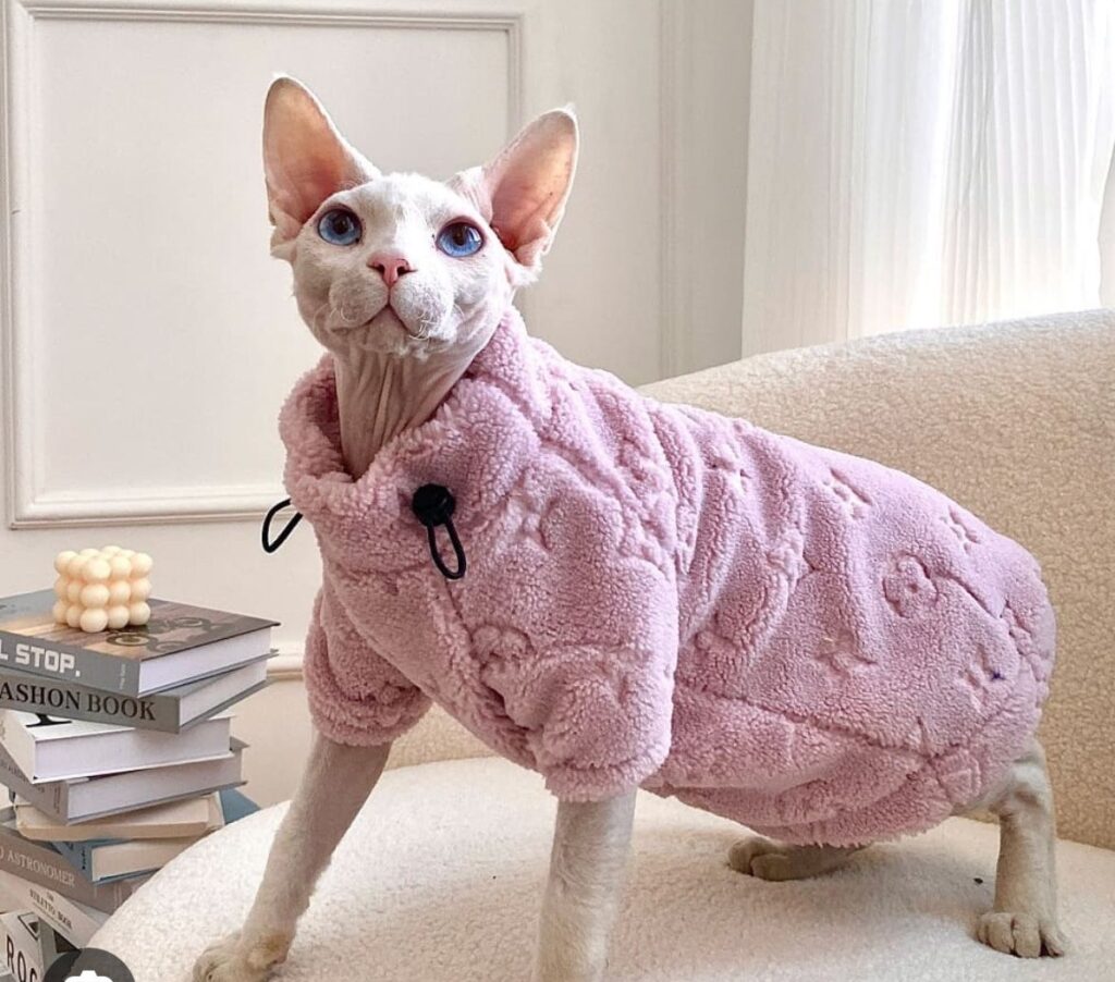 Sphynx Cat For Sale El Paso Tx