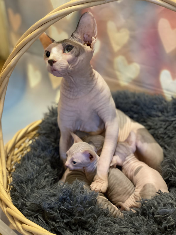 Sphynx Cat For Sale San Antonio