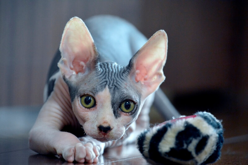 Sphynx Cat Insurance