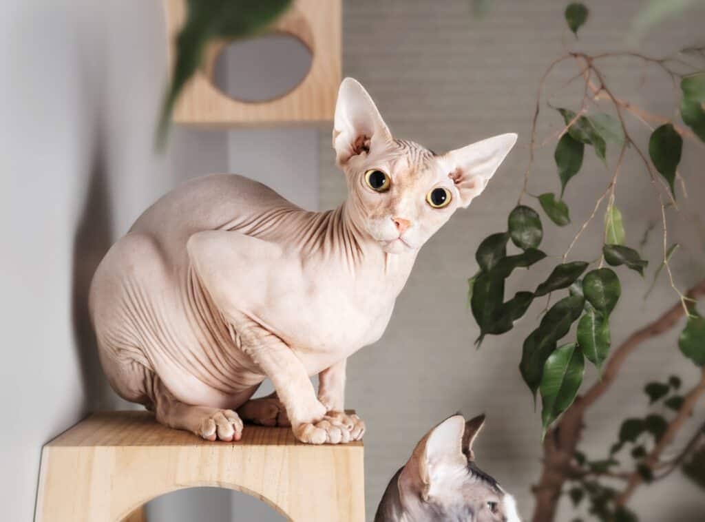 Sphynx Cat Lifespan For Sale