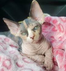 Sphynx Cattery Ohio