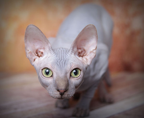 Sphynx Kittens For Sale California
