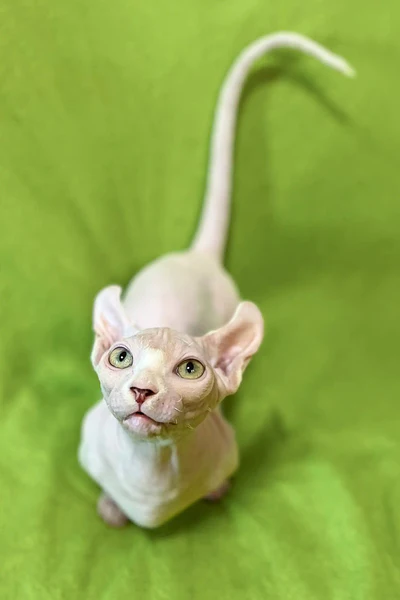 Sphynx Kittens For Sale Houston