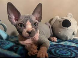 Sphynx Kittens For Sale San Antonio Tx