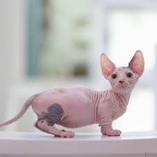 Sphynx Munchkin Kittens For Sale