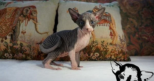 Sphynx Tuxedo