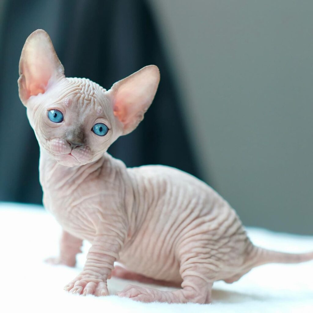 Where Can I Buy A Sphynx Kitten