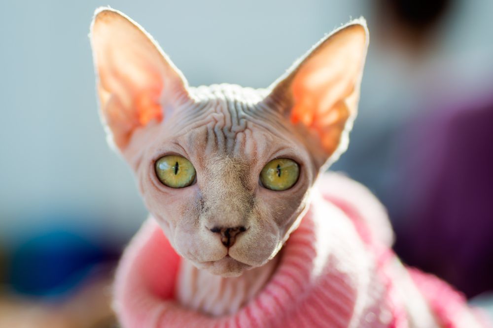 Where Can I Get A Sphynx Cat