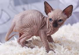 Where Can I Get A Sphynx Kitten