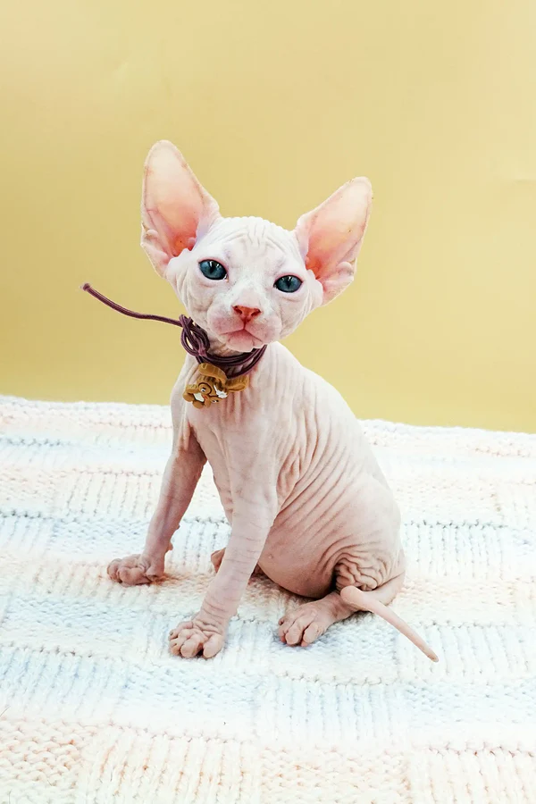 Where To Get A Sphynx Kitten