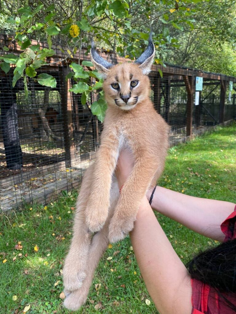 caracal cat