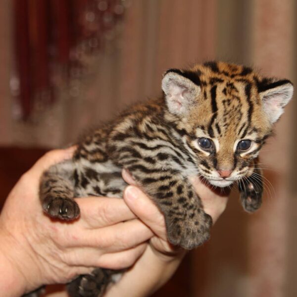 ocelot kitten