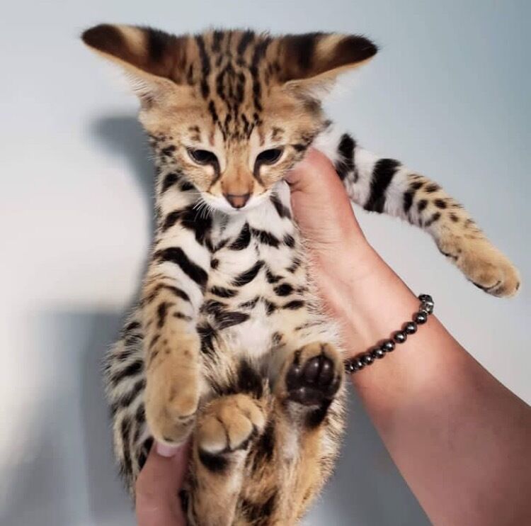 african serval kitten