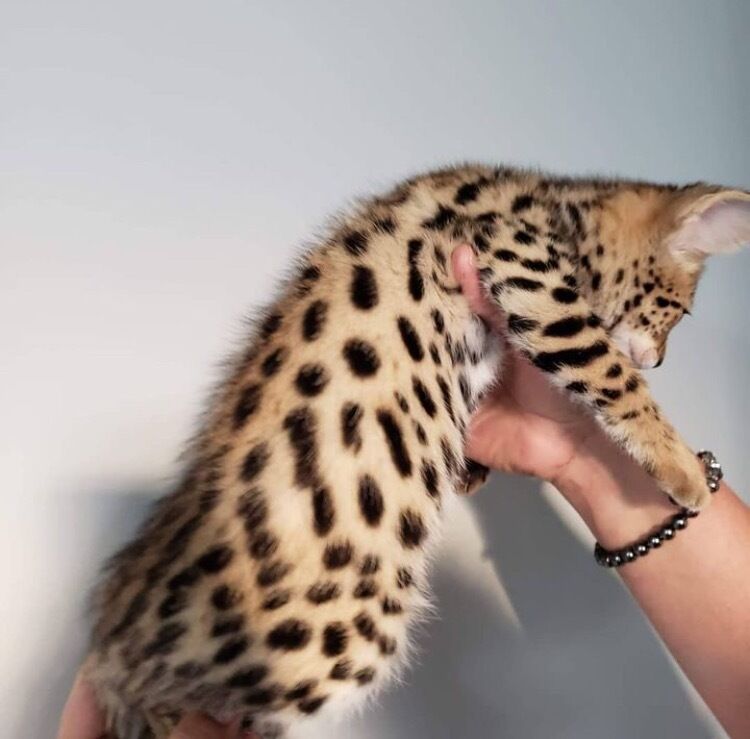 serval kitten